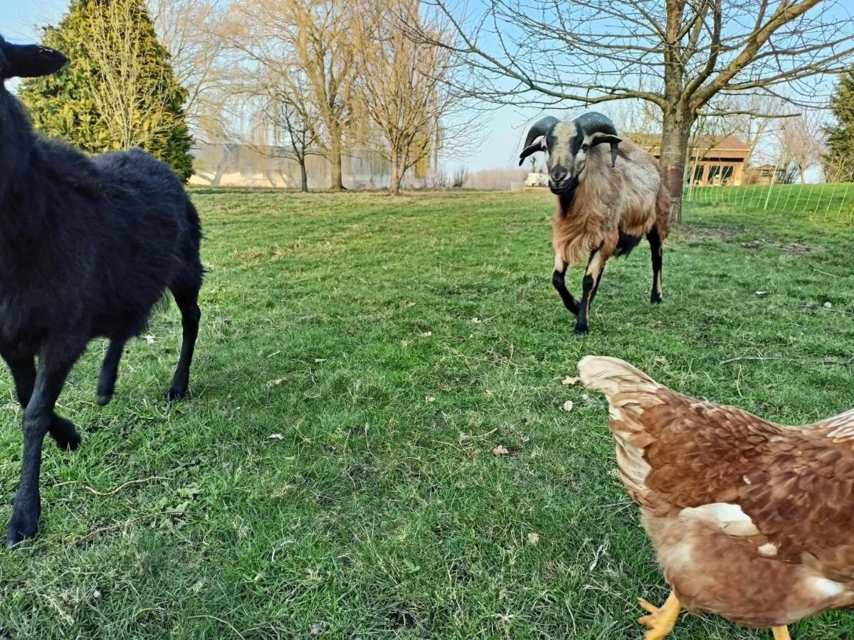 Les Chambres D'Hotes Du Vert Galant " L'Allee Des Champs" Verlinghem Buitenkant foto